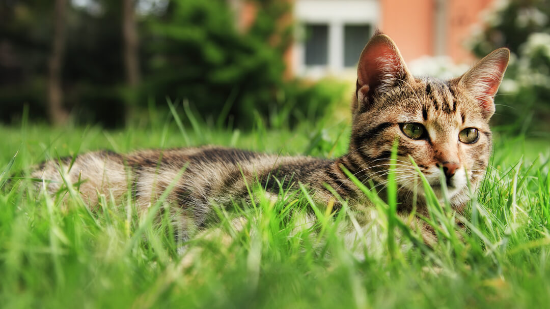 Diarrhoea In Cats Symptoms Causes Treatment Purina